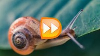 Video gerak perlahan